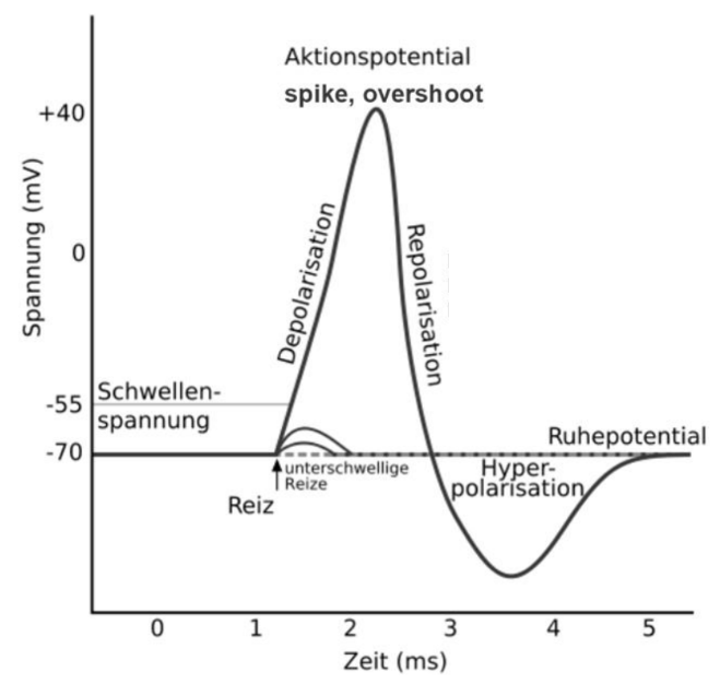 Diagramm zum Aktionspotential einer Nervenzelle mit Depolarisation, Repolarisation und Ruhepotential.